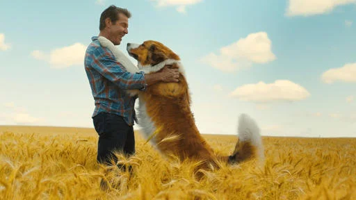 Subleffa: A Dog's Journey