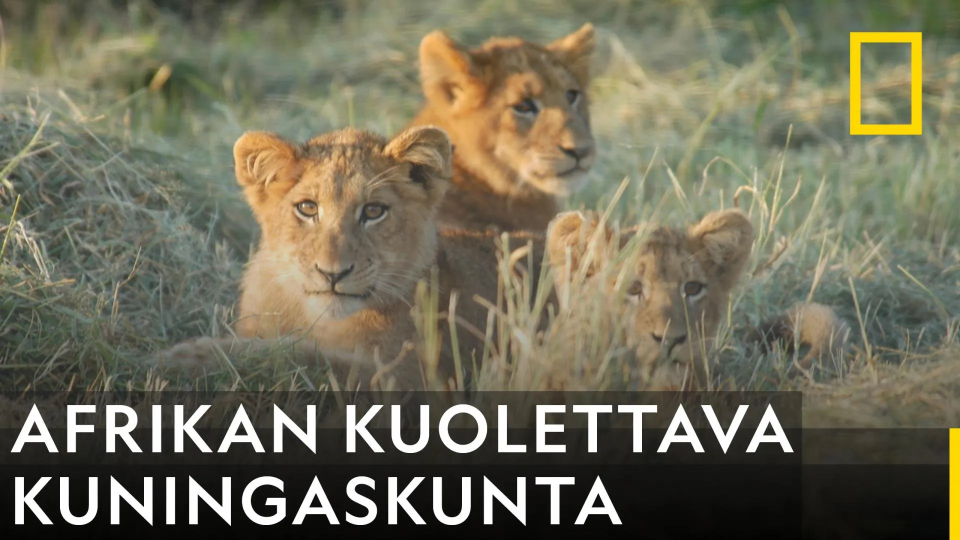 Afrikan kuolettava kuningaskunta