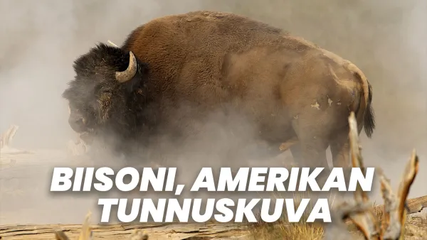 Biisoni, Amerikan tunnuskuva