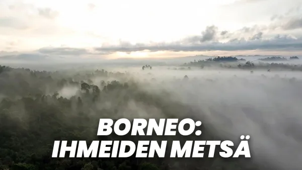Borneo: Ihmeiden metsä