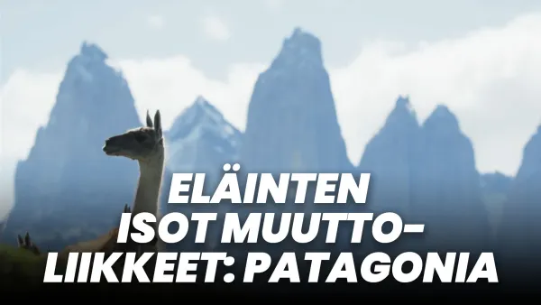 Eläinten isot muuttoliikkeet: Patagonia