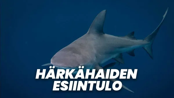 Härkähaiden esiintulo