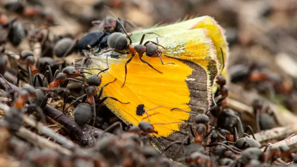 Hurmaavat hyönteiset