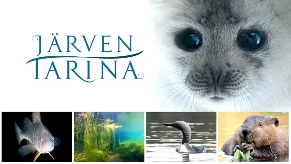 Järven tarina