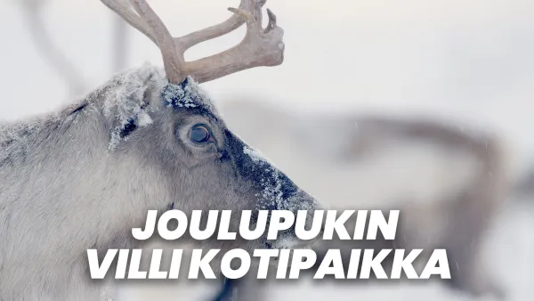 Joulupukin villi kotipaikka