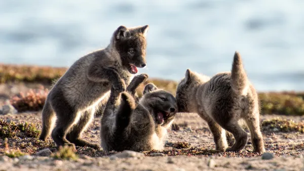 Kanada: Selviytymiskeinot villissä pohjolassa