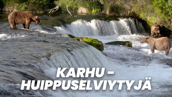 Karhu - huippuselviytyjä