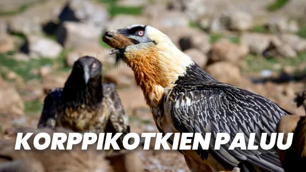 Korppikotkien paluu