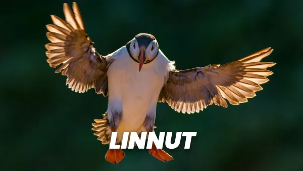Linnut