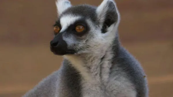 Madagaskarin makit
