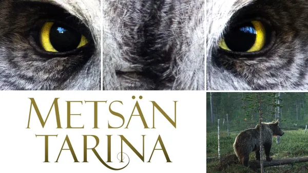 Metsän tarina