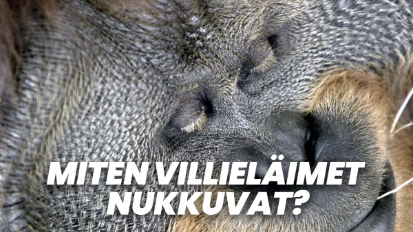 Miten villieläimet nukkuvat?