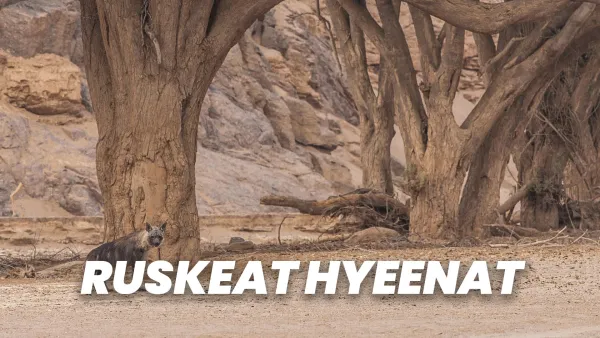 Ruskeat hyeenat