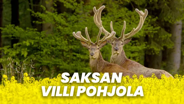 Saksan villi pohjola