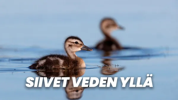 Siivet veden yllä