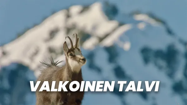 Valkoinen talvi