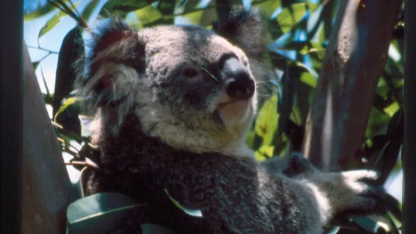 Villi Australia