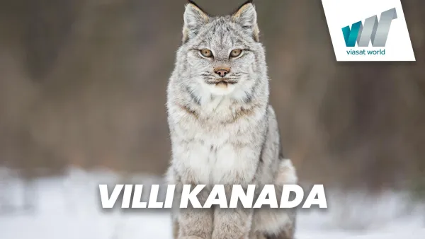 Villi Kanada