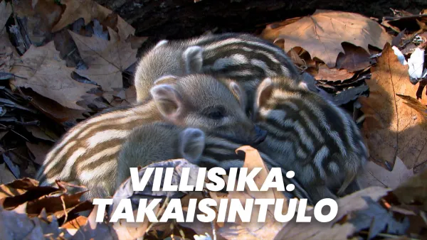 Villisika: Takaisintulo