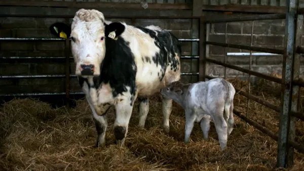 Ylämaiden eläinlääkäri