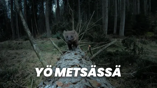 Yö metsässä