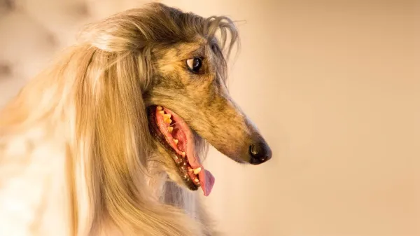 Dogs: The Untold Story