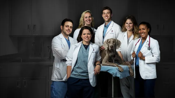 Life at Vet University