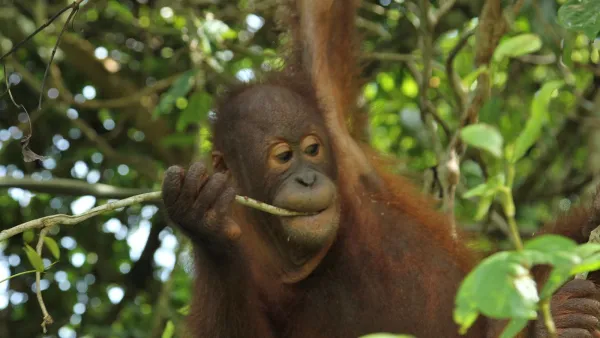 Meet The Orangutans