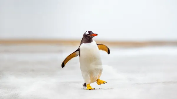 Meet The Penguins