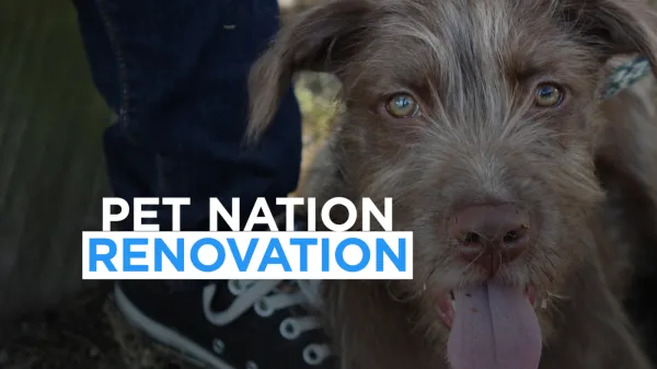 Pet Nation Renovation