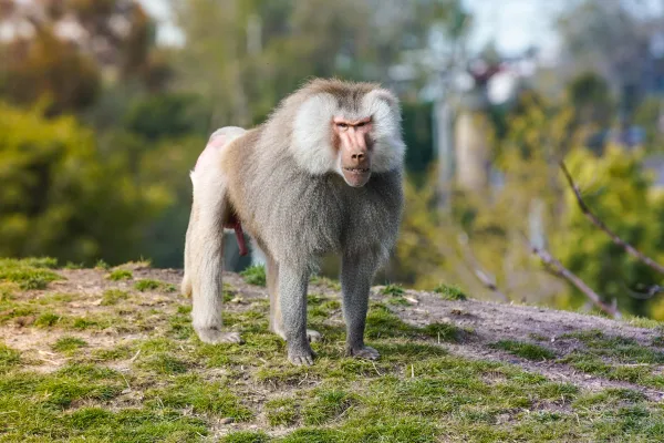 The Zoo: San Diego