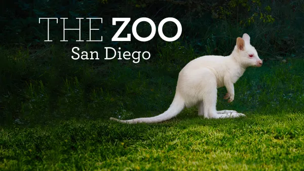 The Zoo: San Diego Special