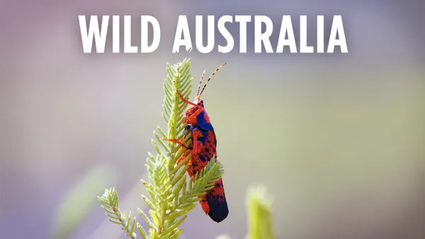 Wild Australia