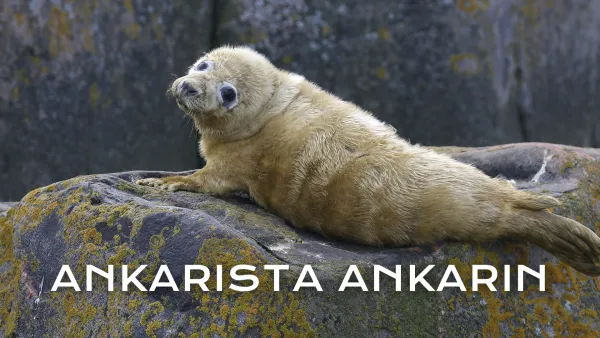 Ankarista ankarin