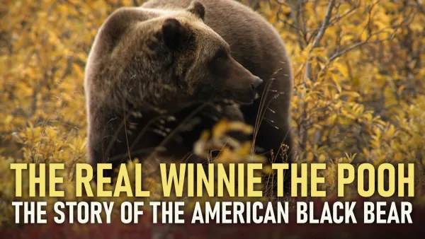 Avara luonto: Amerikan mustakarhu
