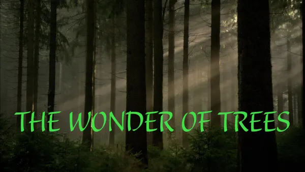 Avara luonto: Puiden suojassa