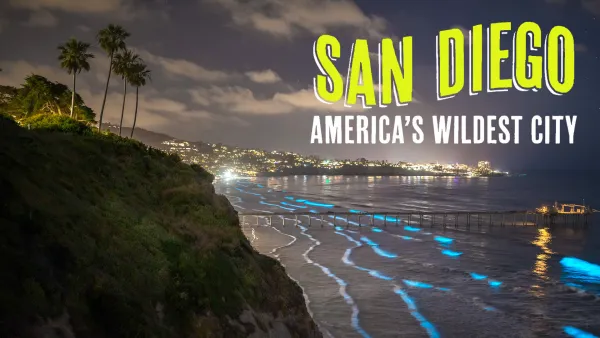 Avara luonto: Villi San Diego