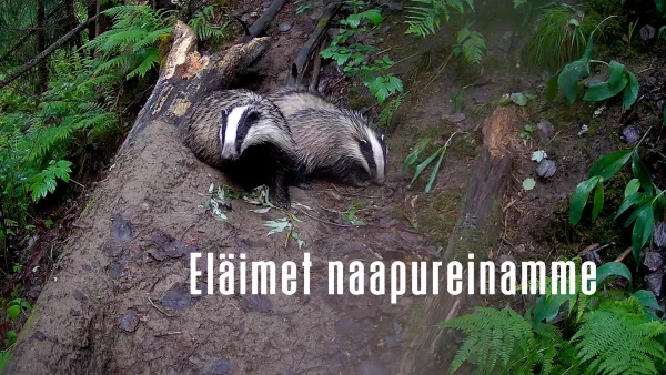 Eläimet naapureinamme