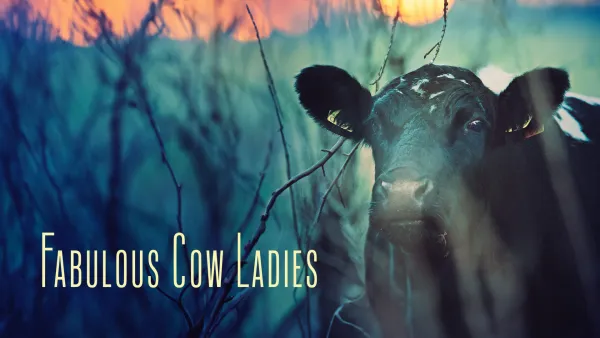 Fabulous Cow Ladies