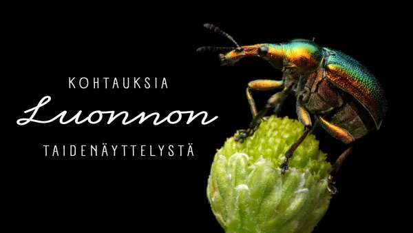 Kohtauksia luonnon taidenäyttelystä