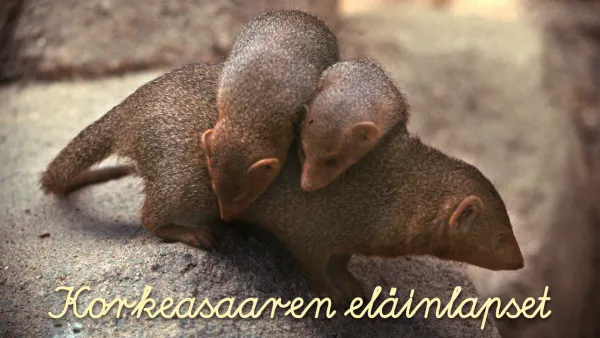 Korkeasaaren eläinlapset
