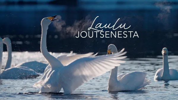 Laulu joutsenesta