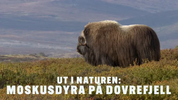 Luontoretkellä: Dovrefjellin myskihärät