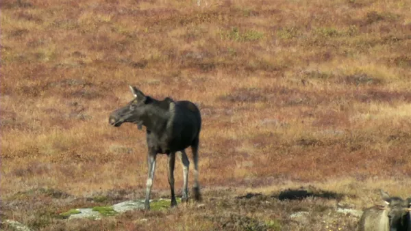Luontoretkellä: Jättihirven jäljillä