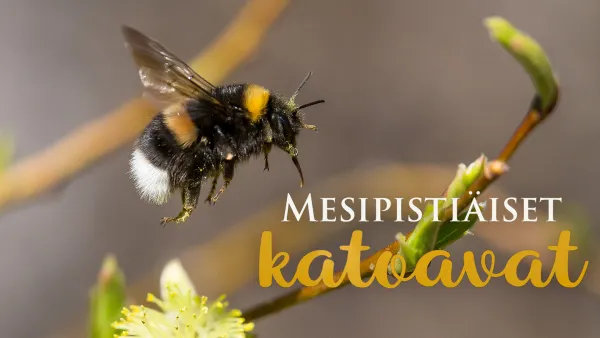 Mesipistiäiset katoavat