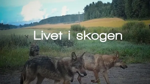 Metsän elämää