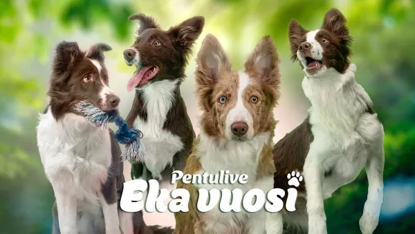 Pentulive: Eka vuosi