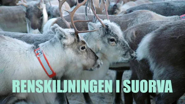 Poroerotus Suorvassa