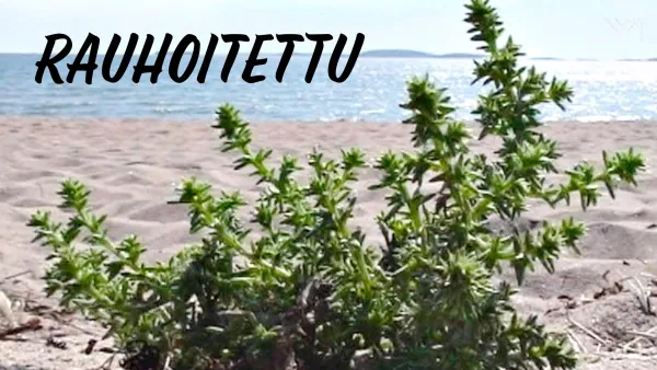 Rauhoitettu