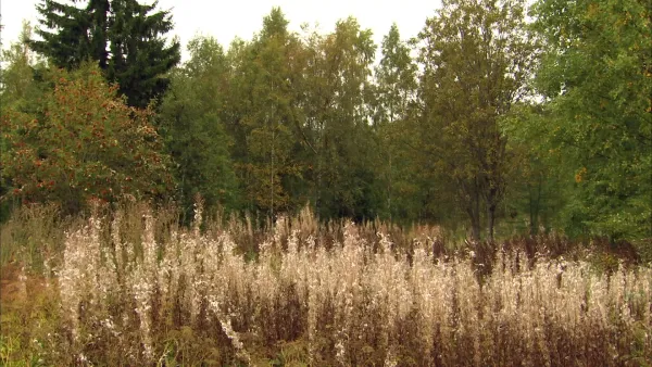 Taivaallista menoa: Solisti tahtomattaan